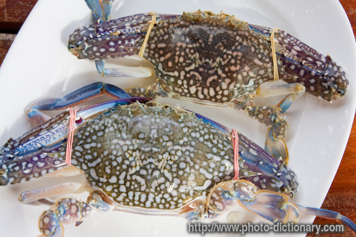 crabs - photo/picture definition - crabs word and phrase image
