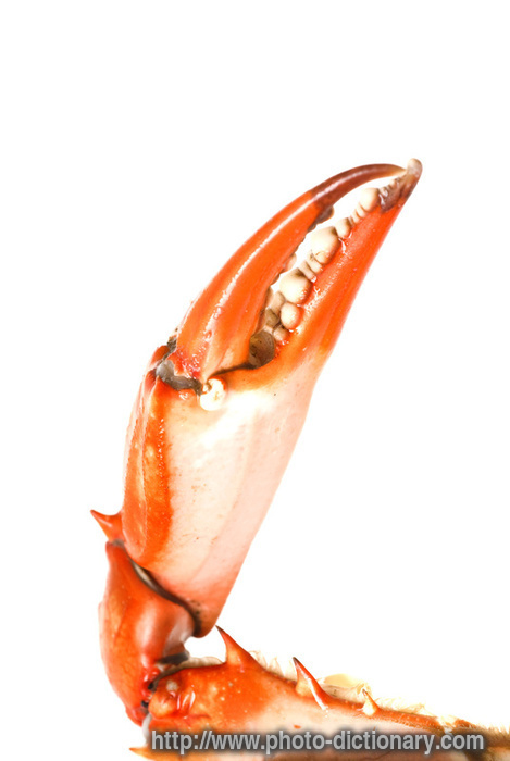 crab claw - photo/picture definition - crab claw word and phrase image