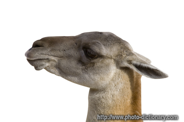 young camel - photo/picture definition - young camel word and phrase image