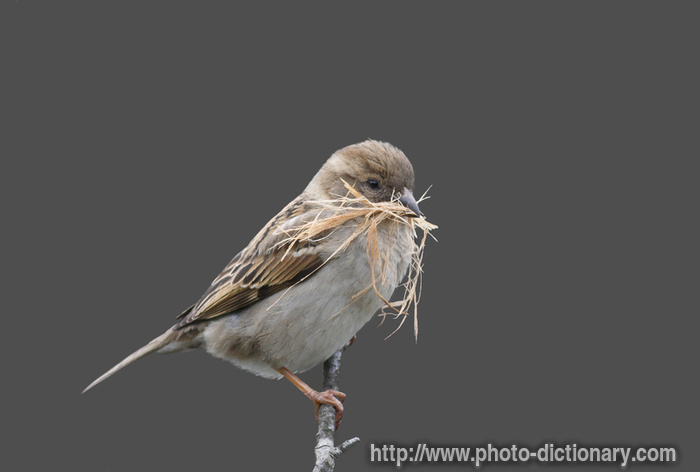 sparrow - photo/picture definition - sparrow word and phrase image