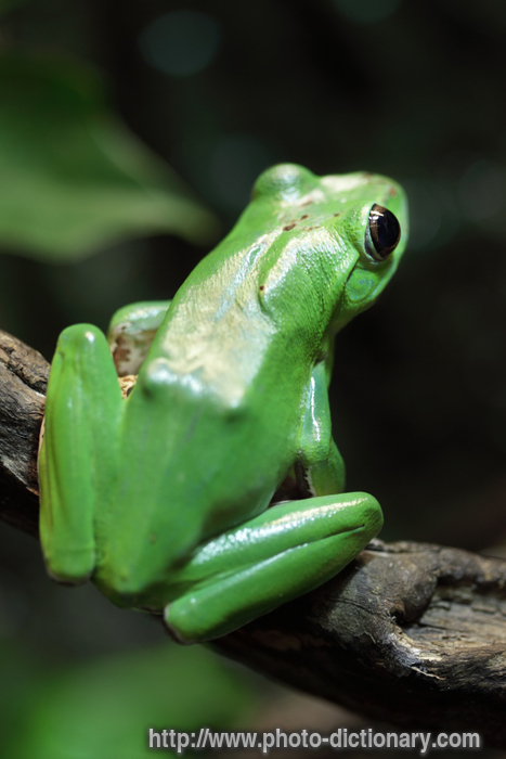 Chinese gliding frog - photo/picture definition - Chinese gliding frog word and phrase image