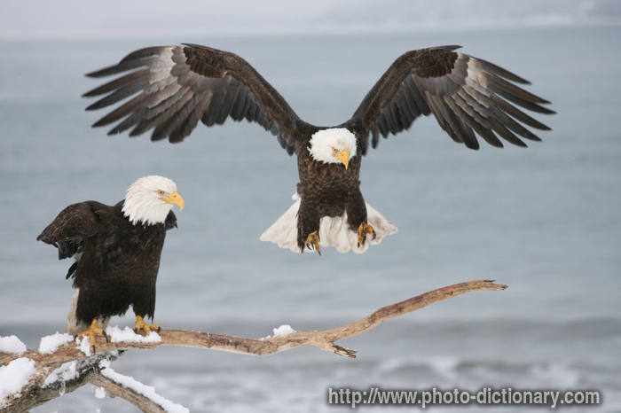 bald eagles - photo/picture definition - bald eagles word and phrase image