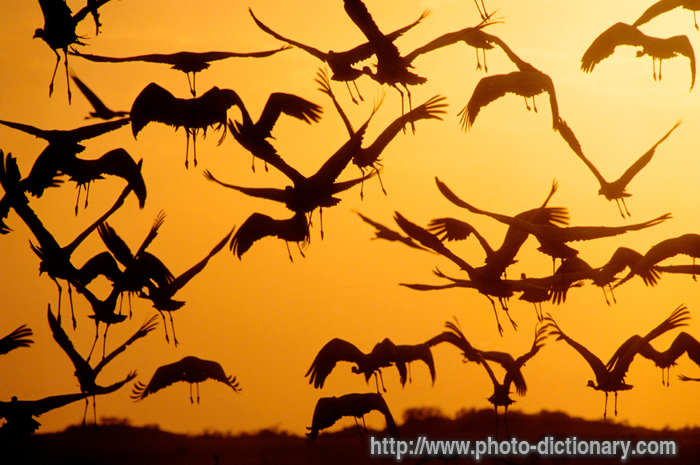 demoiselle cranes - photo/picture definition - demoiselle cranes word and phrase image
