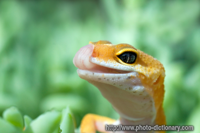 leopard gecko - photo/picture definition - leopard gecko word and phrase image