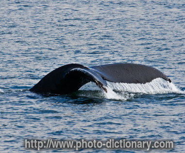 humpback whale - photo/picture definition - humpback whale word and phrase image