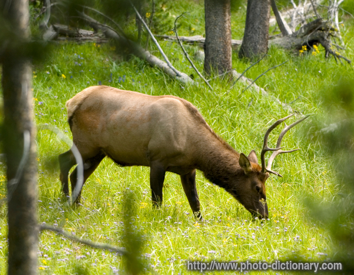 bull elk - photo/picture definition - bull elk word and phrase image