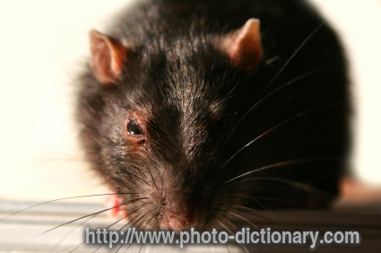 black rat - photo/picture definition - black rat word and phrase image
