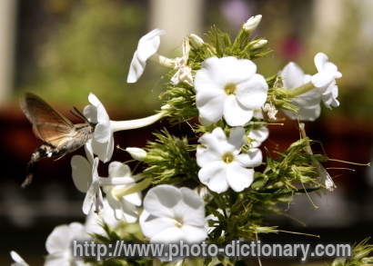 Humminbird Hawk Moth - photo/picture definition - Humminbird Hawk Moth word and phrase image