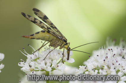 scorpion fly - photo/picture definition - scorpion fly word and phrase image