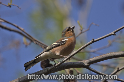 chaffinch - photo/picture definition - chaffinch word and phrase image
