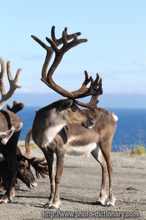 reindeer - photo/picture definition - reindeer word and phrase image