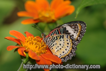 Leopard Lacewing - photo/picture definition - Leopard Lacewing word and phrase image