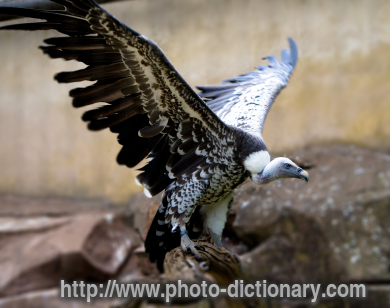 vulture - photo/picture definition - vulture word and phrase image