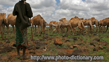camel herder - photo/picture definition - camel herder word and phrase image