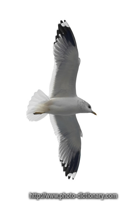 seagull - photo/picture definition - seagull word and phrase image