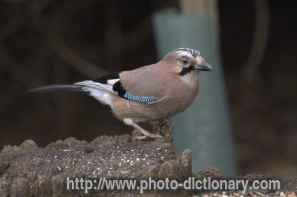 jay - photo/picture definition - jay word and phrase image