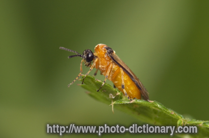 turnip sawfly - photo/picture definition - turnip sawfly word and phrase image