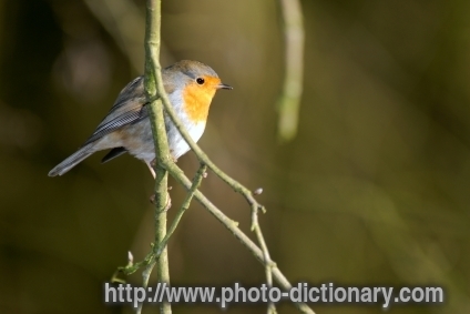 robin - photo/picture definition - robin word and phrase image