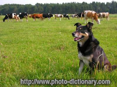 herder - photo/picture definition - herder word and phrase image
