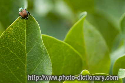 Japanese Beetle - photo/picture definition - Japanese Beetle word and phrase image