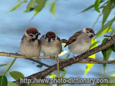 small brood - photo/picture definition - small brood word and phrase image