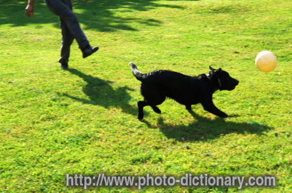 fetch - photo/picture definition - fetch word and phrase image