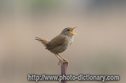 wren - photo/picture definition - wren word and phrase image