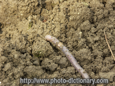 earthworm - photo/picture definition - earthworm word and phrase image