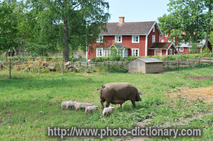 Pigs - photo/picture definition - Pigs word and phrase image
