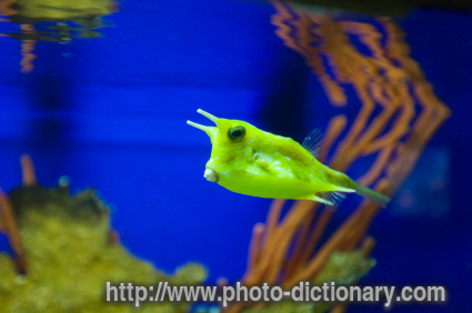 Cowfish - photo/picture definition - Cowfish word and phrase image