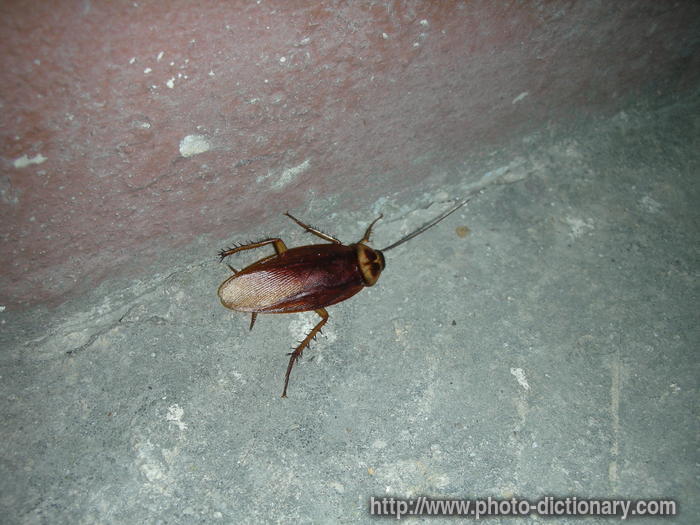 cockroach - photo/picture definition - cockroach word and phrase image