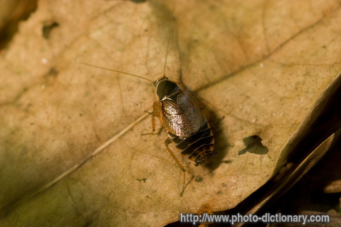 cockroach - photo/picture definition - cockroach word and phrase image