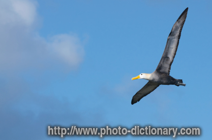 albatross - photo/picture definition - albatross word and phrase image