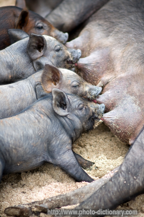 piglets feeding - photo/picture definition - piglets feeding word and phrase image