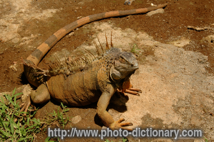 Costa Rican Iguana - photo/picture definition - Costa Rican Iguana word and phrase image