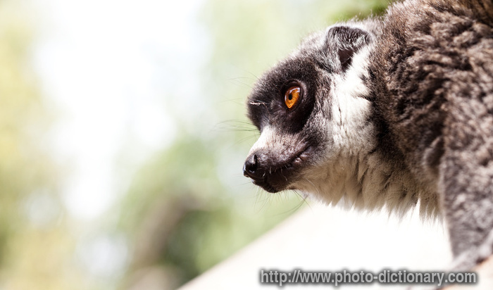 lemur - photo/picture definition - lemur word and phrase image