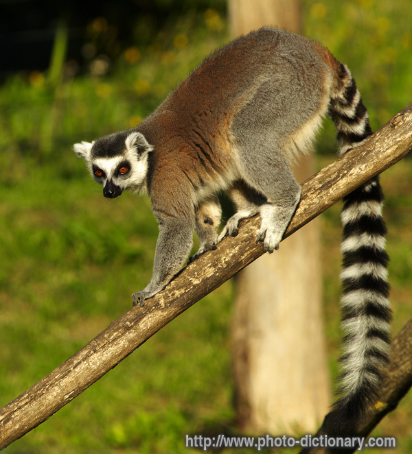 lemur - photo/picture definition - lemur word and phrase image