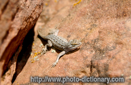 Arizona Earless Lizard - photo/picture definition - Arizona Earless Lizard word and phrase image