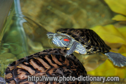 Red-eared turtle - photo/picture definition - Red-eared turtle word and phrase image