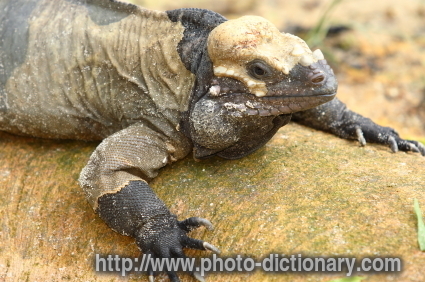 reptile - photo/picture definition - reptile word and phrase image