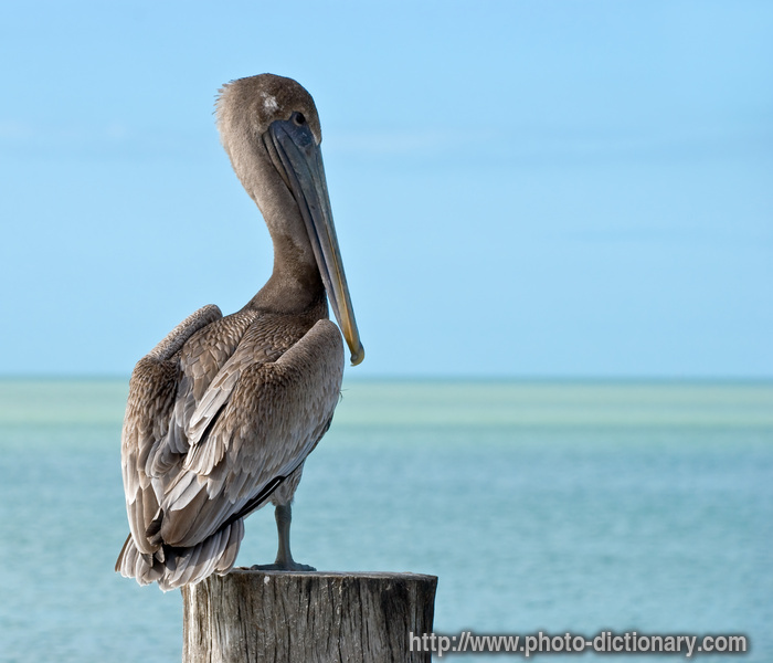 pelican - photo/picture definition - pelican word and phrase image