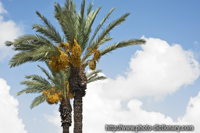 palm - photo/picture definition - palm word and phrase image