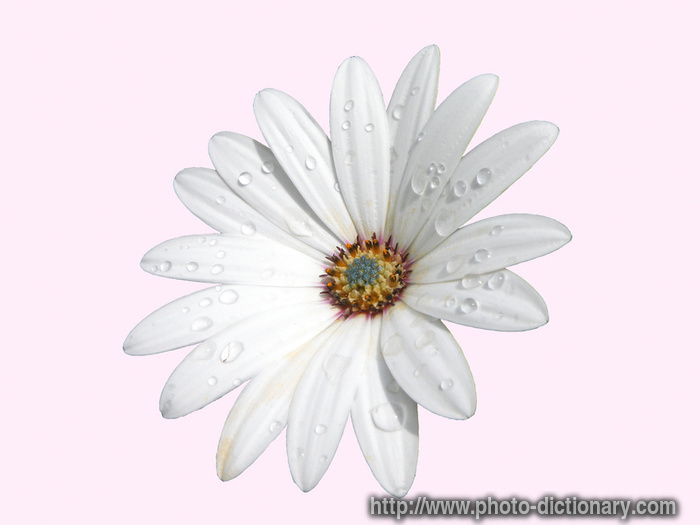 African moon daisy - photo/picture definition - African moon daisy word and phrase image