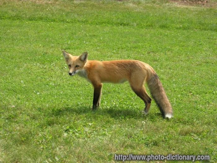fox - photo/picture definition - fox word and phrase image