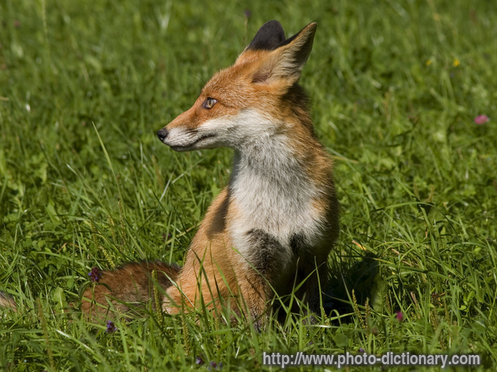 fox - photo/picture definition - fox word and phrase image