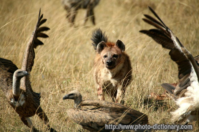 hyena - photo/picture definition - hyena word and phrase image