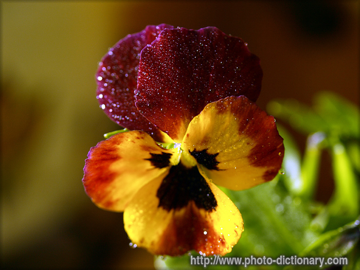 flowers - photo/picture definition - flowers word and phrase image
