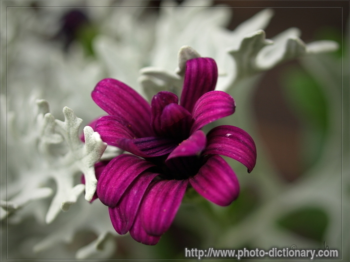 flowers - photo/picture definition - flowers word and phrase image