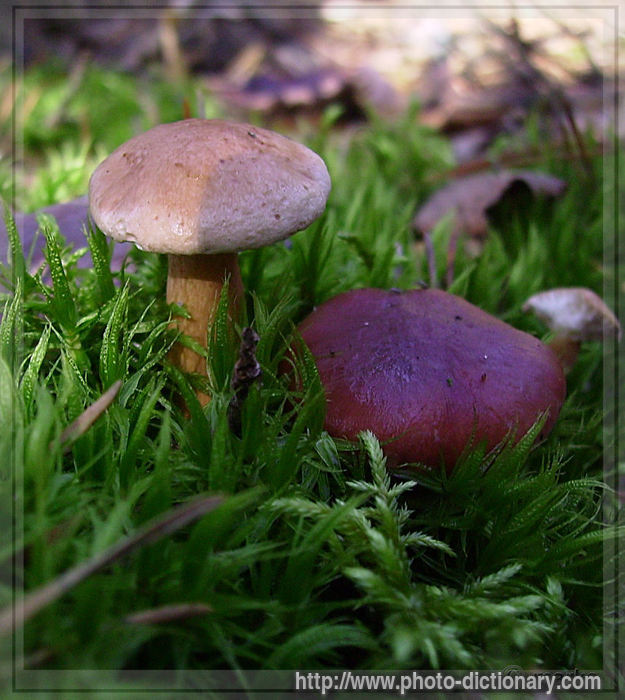 mushroom - photo/picture definition - mushroom word and phrase image