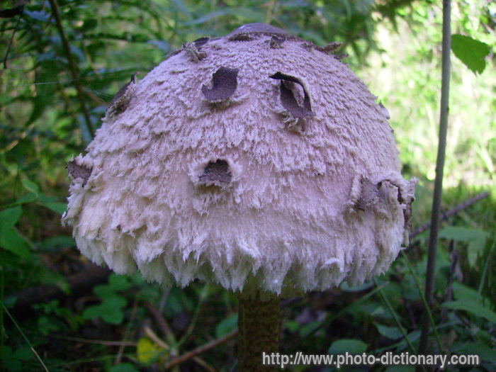 mushroom - photo/picture definition - mushroom word and phrase image